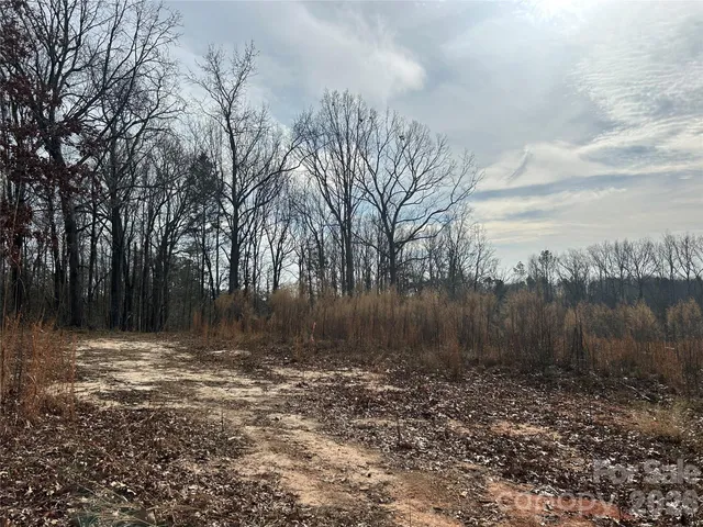 a view of a forest filled with trees