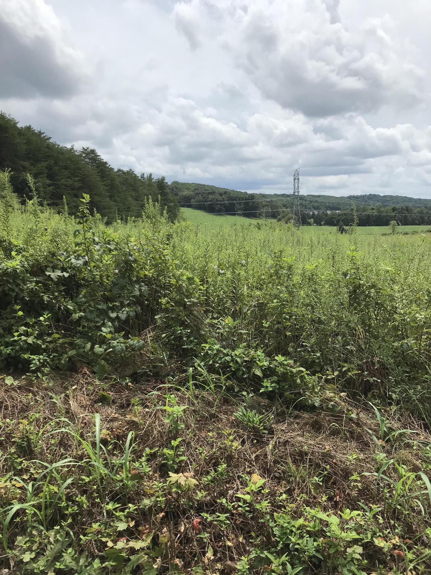 Fairview Road Corryton, TN 37721 - Photo 1 of 2 IMG_2551