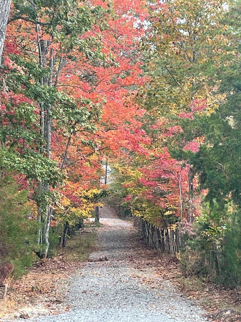 558 Tipton Springs Road Morganton, GA 30560 - Photo 65 of 66 a backyard of a house with lots of green space