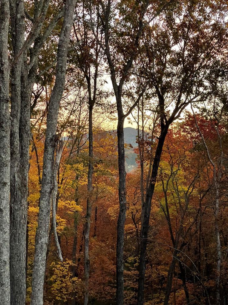 558 Tipton Springs Road Morganton, GA 30560 - Photo 66 of 66