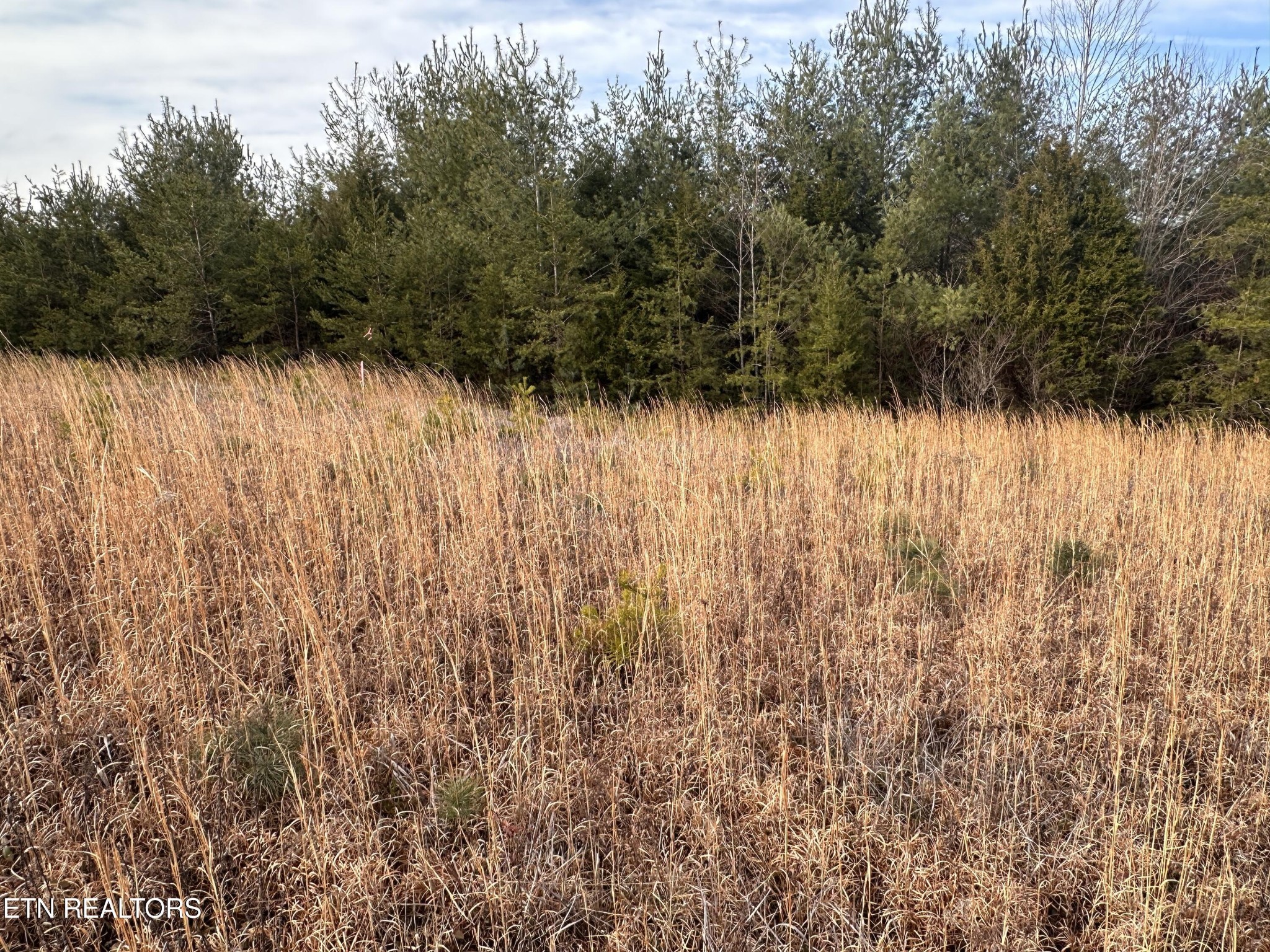 694 White Creek Loop Deer Lodge, TN 37726 - Photo 7 of 7 a view of small yard with wooden fence
