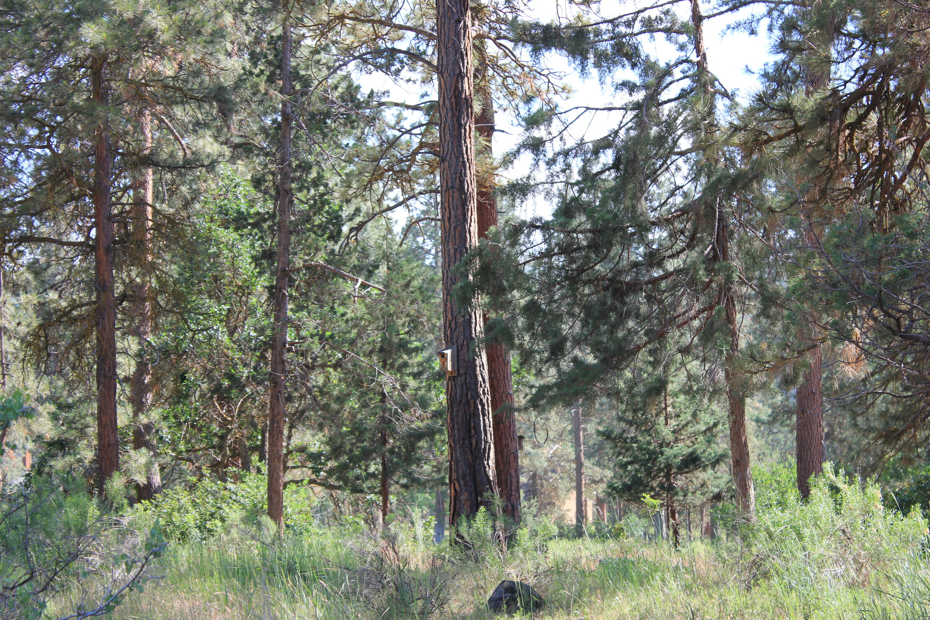 Lot 165 Kestrel Road Klamath Falls, OR 97601 - Photo 8 of 28 IMG_8464
