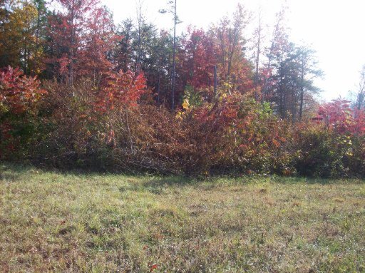 Locust Grove Road Washburn, TN 37888 - Photo 4 of 13 Additional Photo