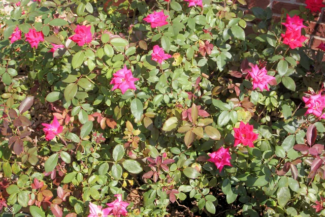 $849,900 | 411 Westchester Boulevard, Noblesville, IN 46062