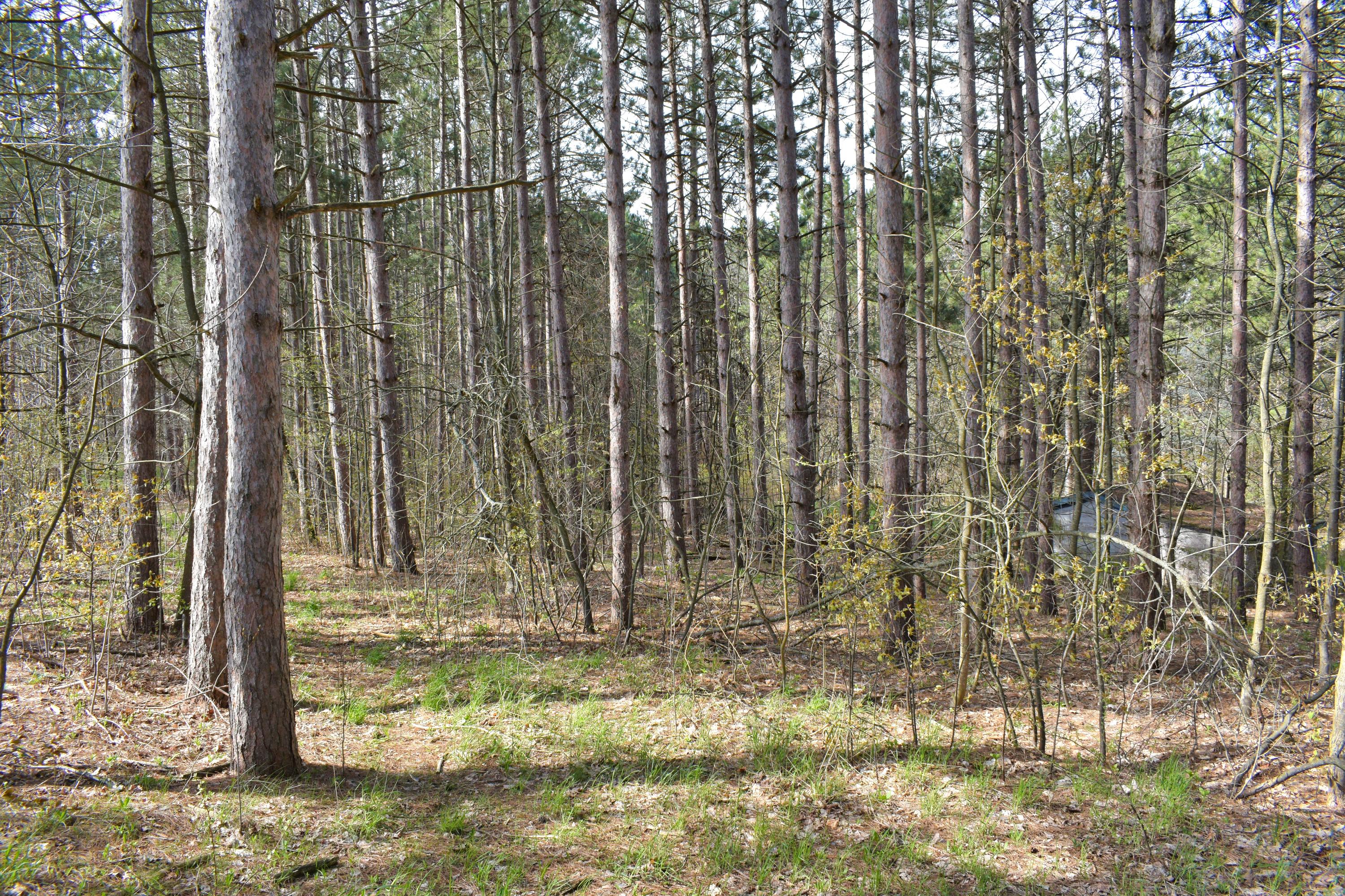 9917 Maple Grove Road Charlevoix, MI 49720 - Photo 13 of 31 DSC_4673