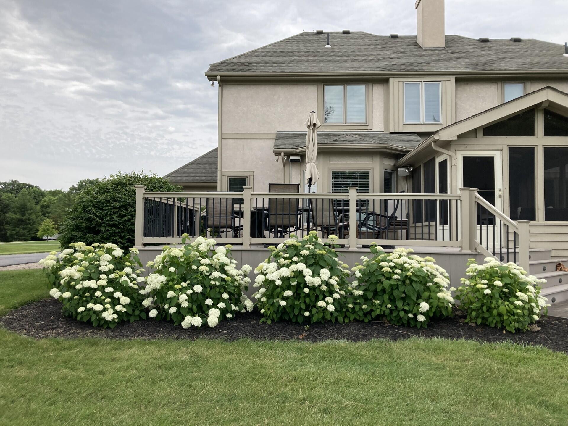 9936 Hoover Woods Road Galena, OH 43021 - Photo 39 of 47 Hydrangeas along deck
