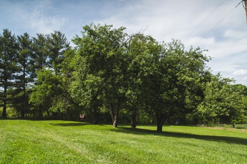 5072 Old Pike Road Pilot, VA 24138 - Photo 28 of 55 a view of a trees in a park