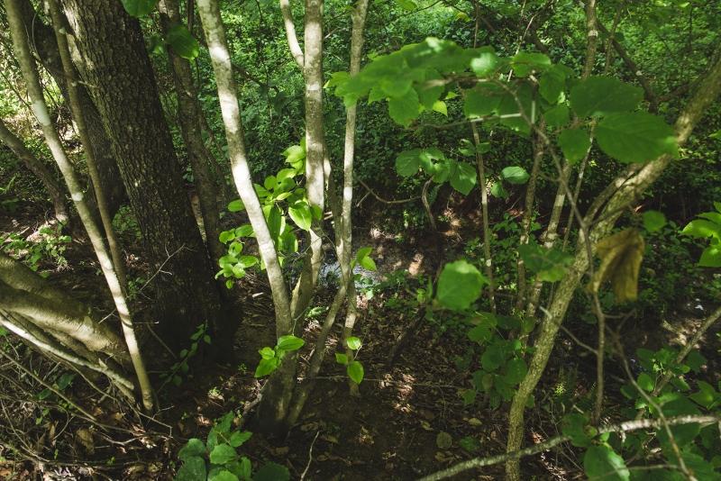 5072 Old Pike Road Pilot, VA 24138 - Photo 48 of 55 a view of banana tree