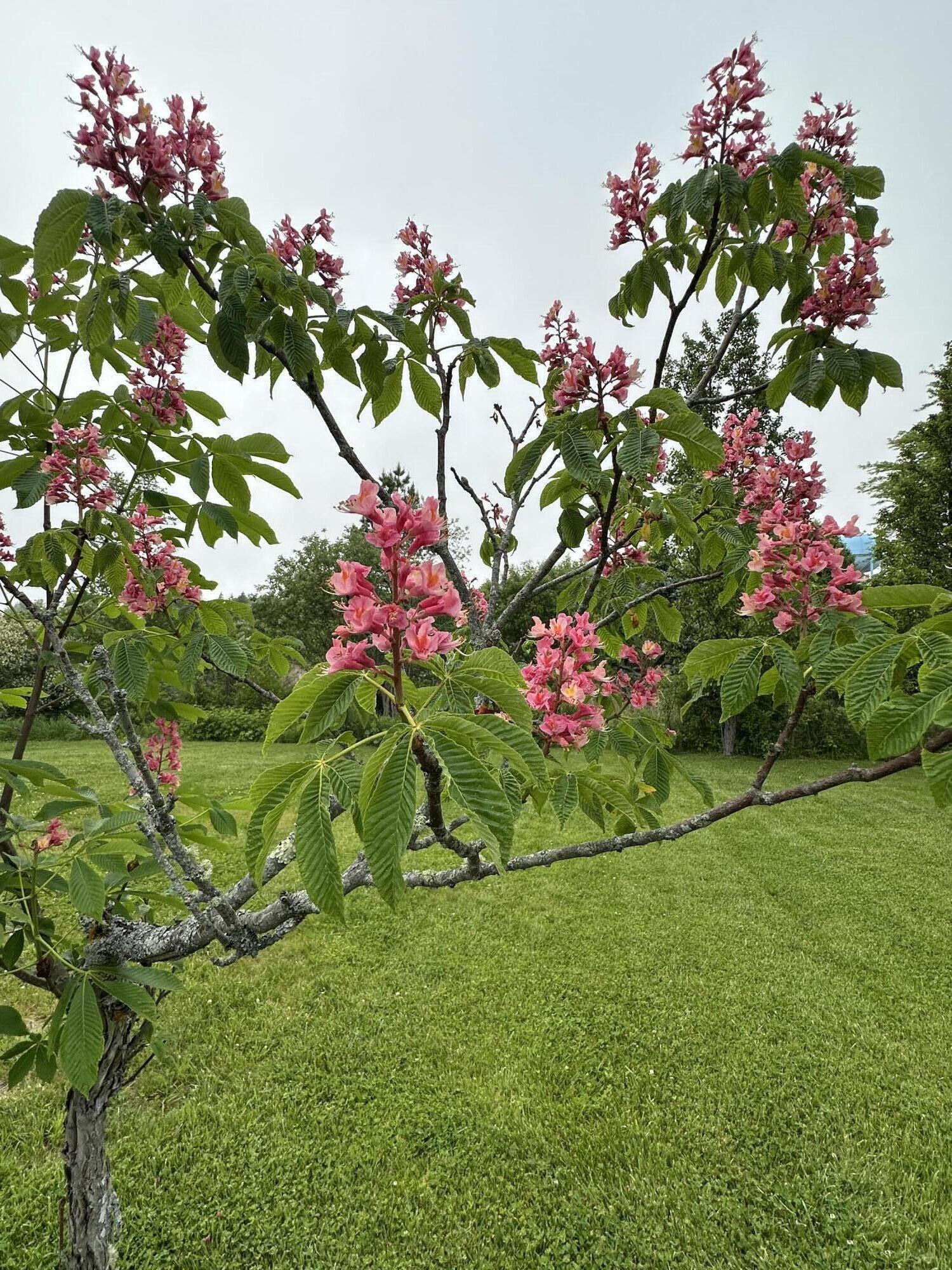 441 Main Street Thomaston, ME 04861 - Photo 79 of 103 Red Horse Chestnut Tree