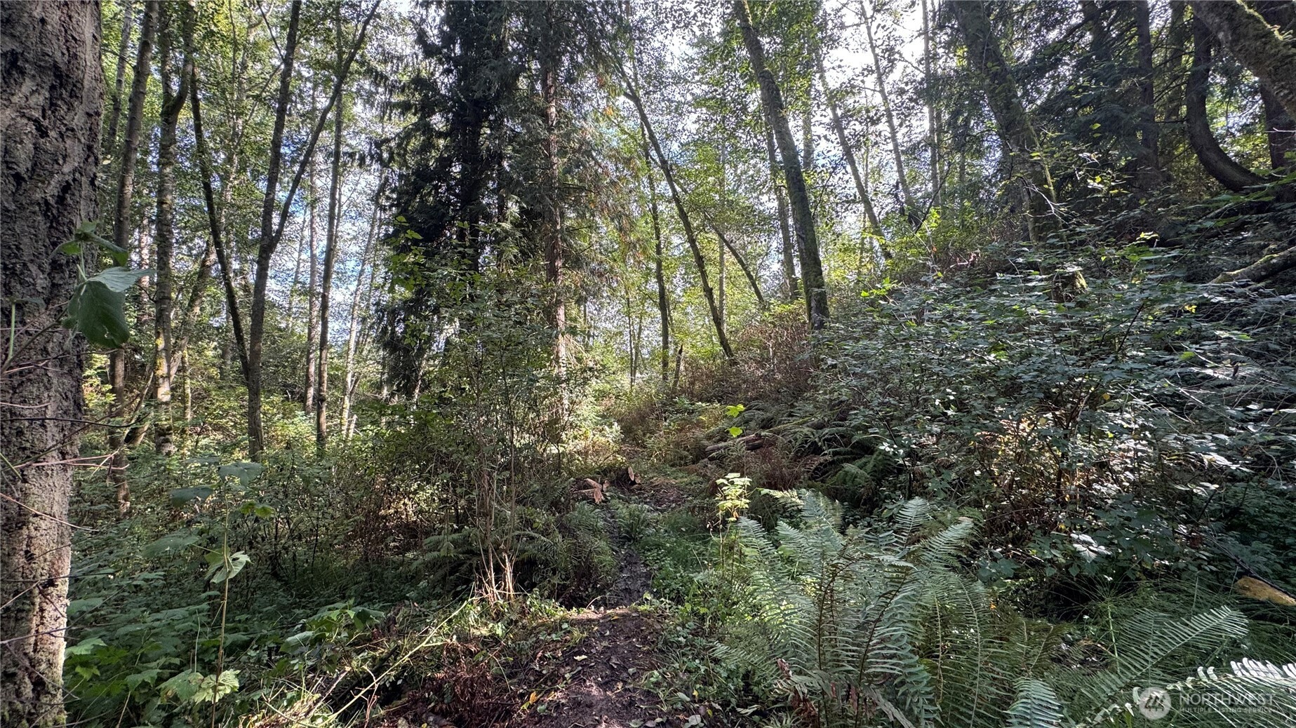 0 East Heggeness Road Clinton, WA 98236 - Photo 9 of 19 a view of forest