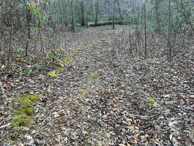 a view of a lake with a forest