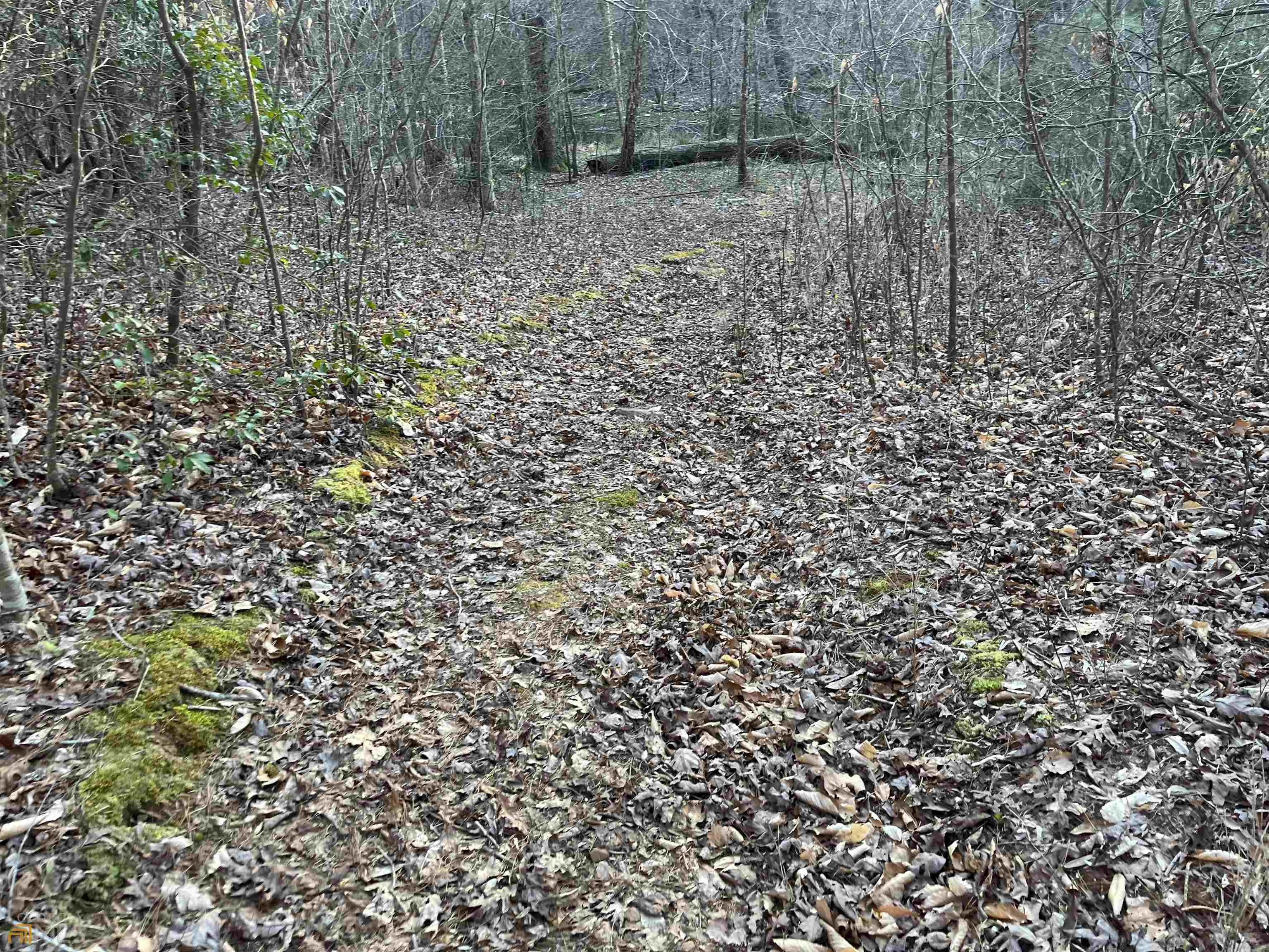 3720 McEver Road Oakwood, GA 30566 - Photo 23 of 73 a view of a yard with a plant