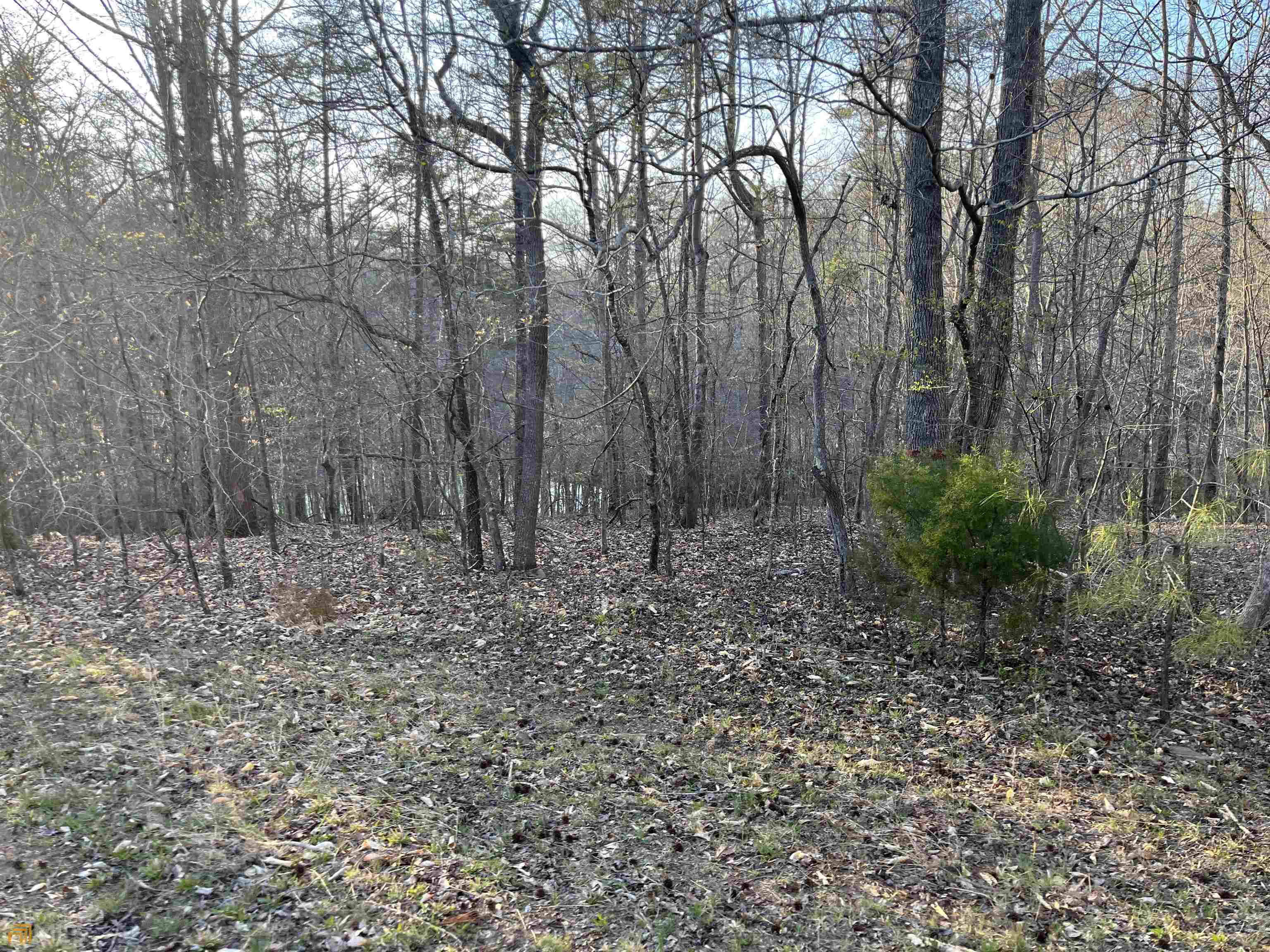 3720 McEver Road Oakwood, GA 30566 - Photo 24 of 73 a view of a yard with large trees