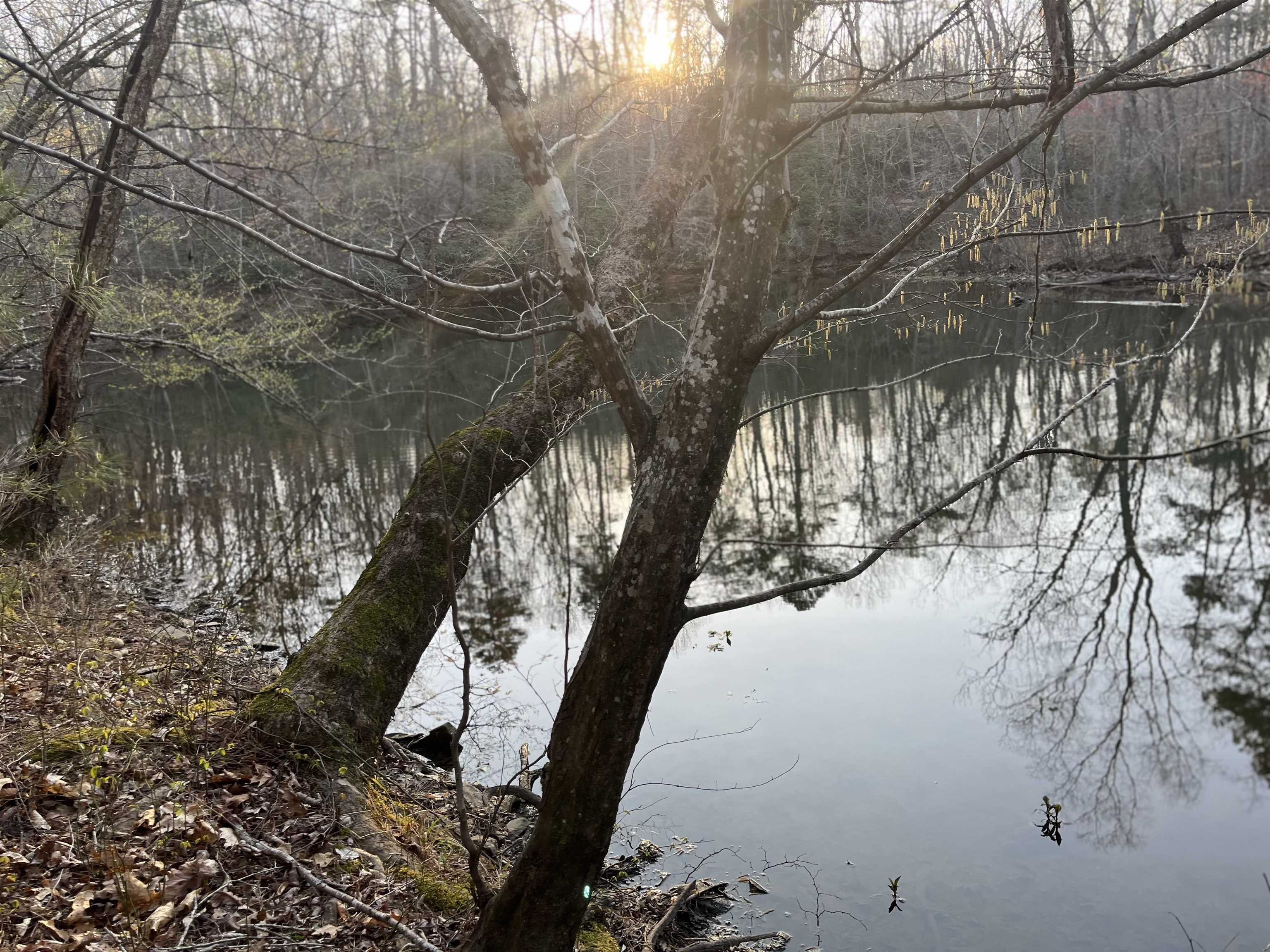 3720 McEver Road Oakwood, GA 30566 - Photo 38 of 73 a view of tree covered with snow in front of house