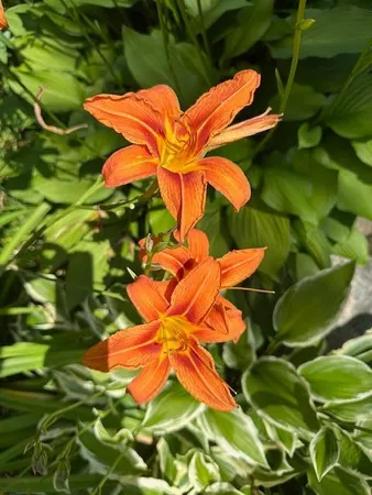 $360,000 | 9447 Pilgrim Lane North, Maple Grove, MN 55369