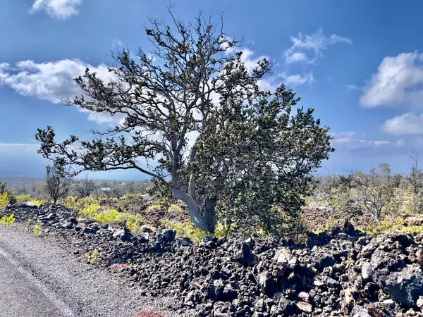 a view of a tree