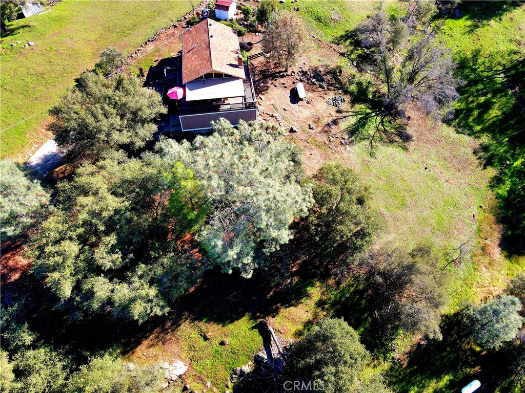 43629 Ranger Cir Drive Coarsegold, CA 93614 - Photo 39 of 54 a picture of tree