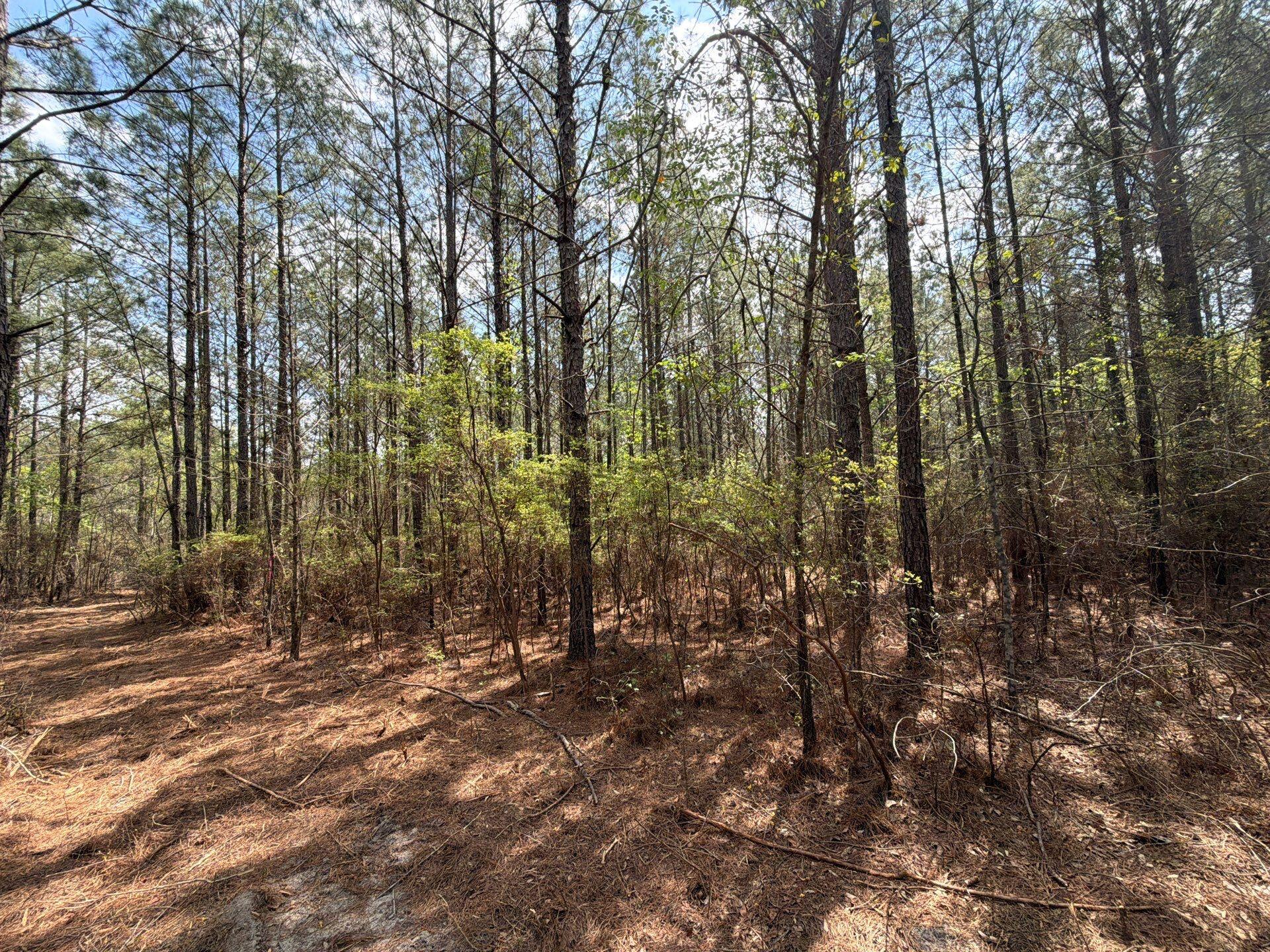 2 Mt Calvary Rd Ridge Spring, Unit CVA 2 Ridge Spring, SC 29129 - Photo 11 of 18 11-Mar 26 2026 05_01pm-psnm