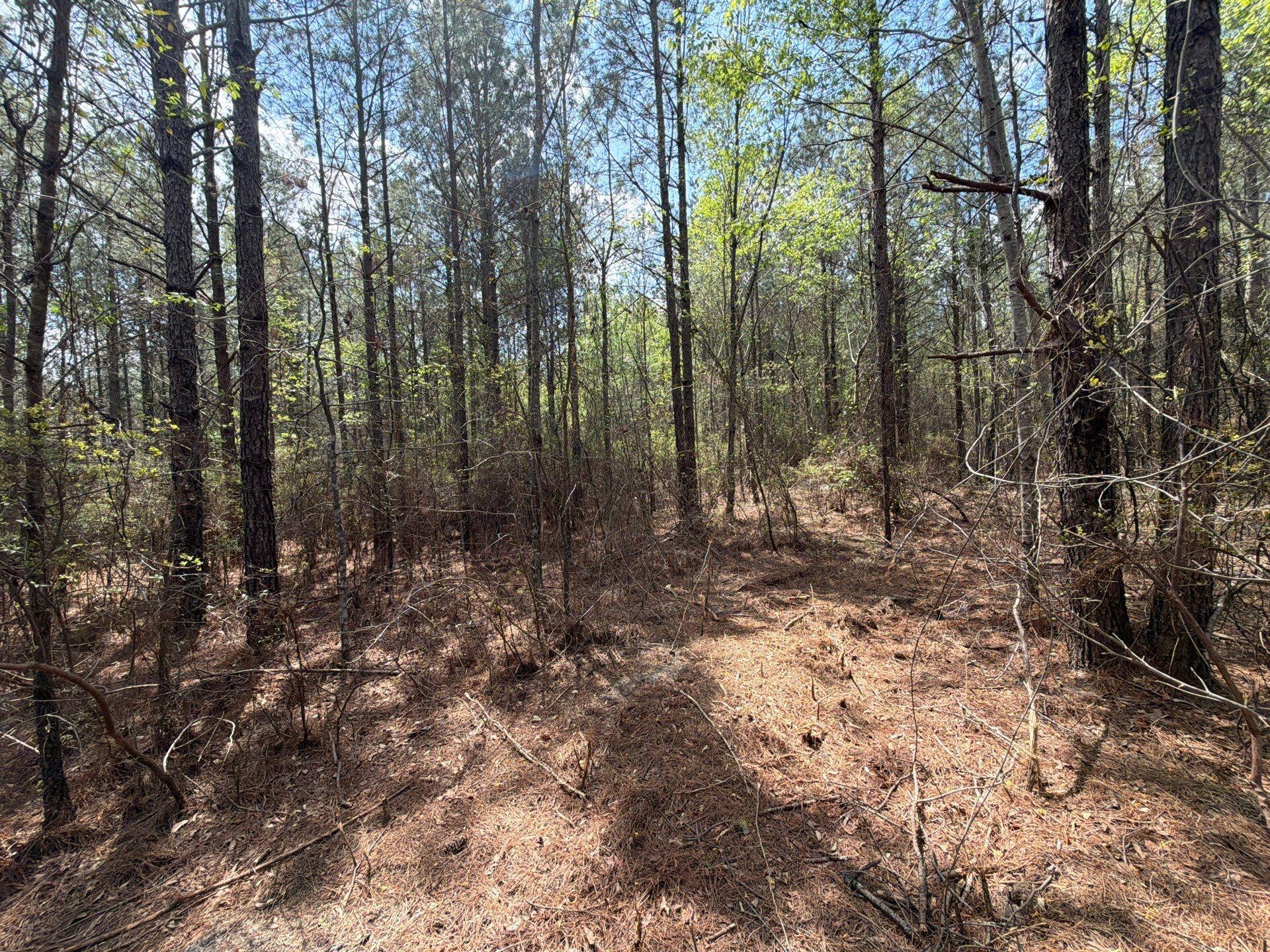 2 Mt Calvary Rd Ridge Spring, Unit CVA 2 Ridge Spring, SC 29129 - Photo 12 of 18 10-Mar 26 2026 05_01pm-u1Ld