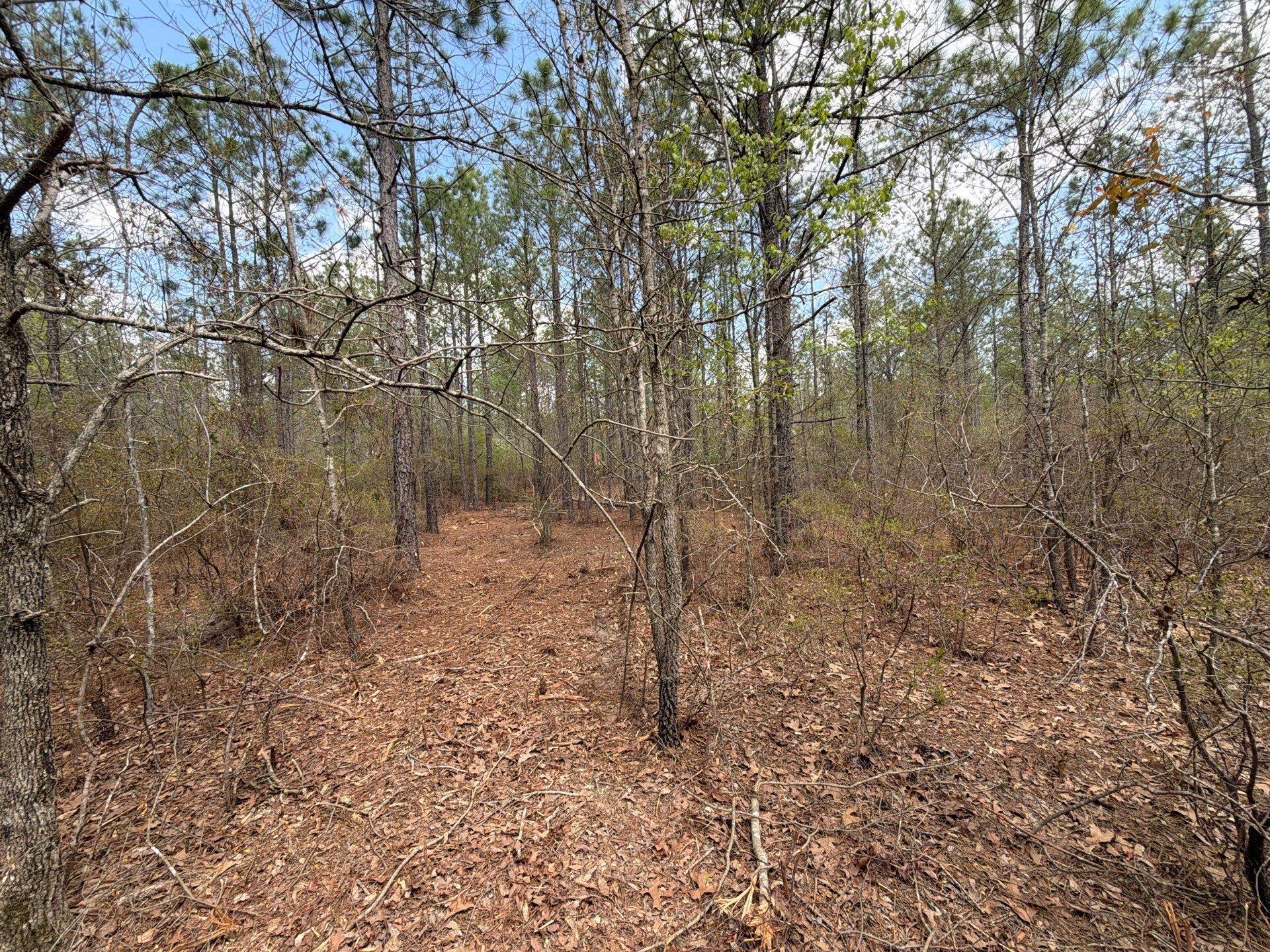 2 Mt Calvary Rd Ridge Spring, Unit CVA 2 Ridge Spring, SC 29129 - Photo 16 of 18 3-Mar 26 2026 04_31pm-kd1h