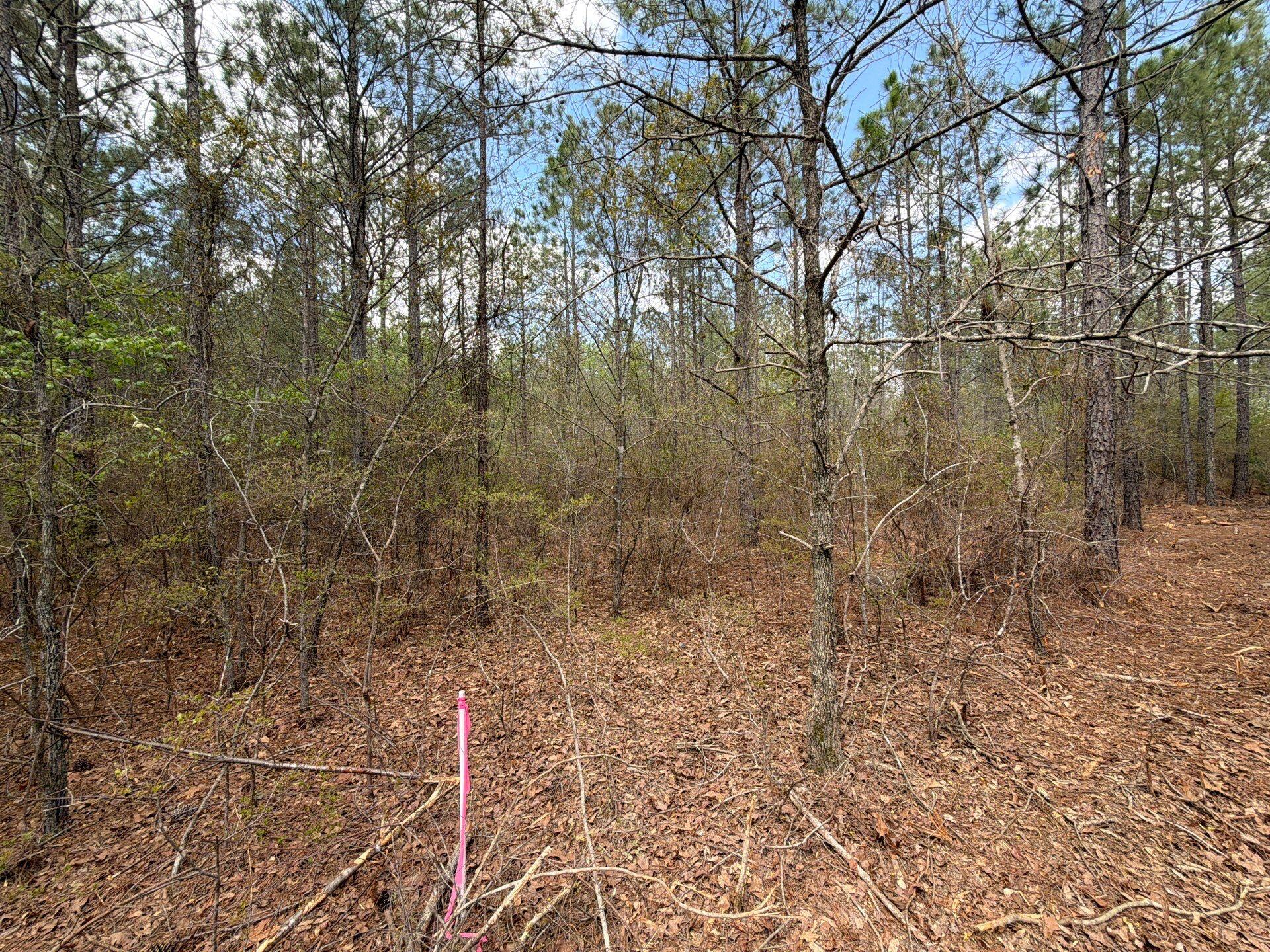 2 Mt Calvary Rd Ridge Spring, Unit CVA 2 Ridge Spring, SC 29129 - Photo 17 of 18 2-Mar 26 2026 04_31pm-5ndf