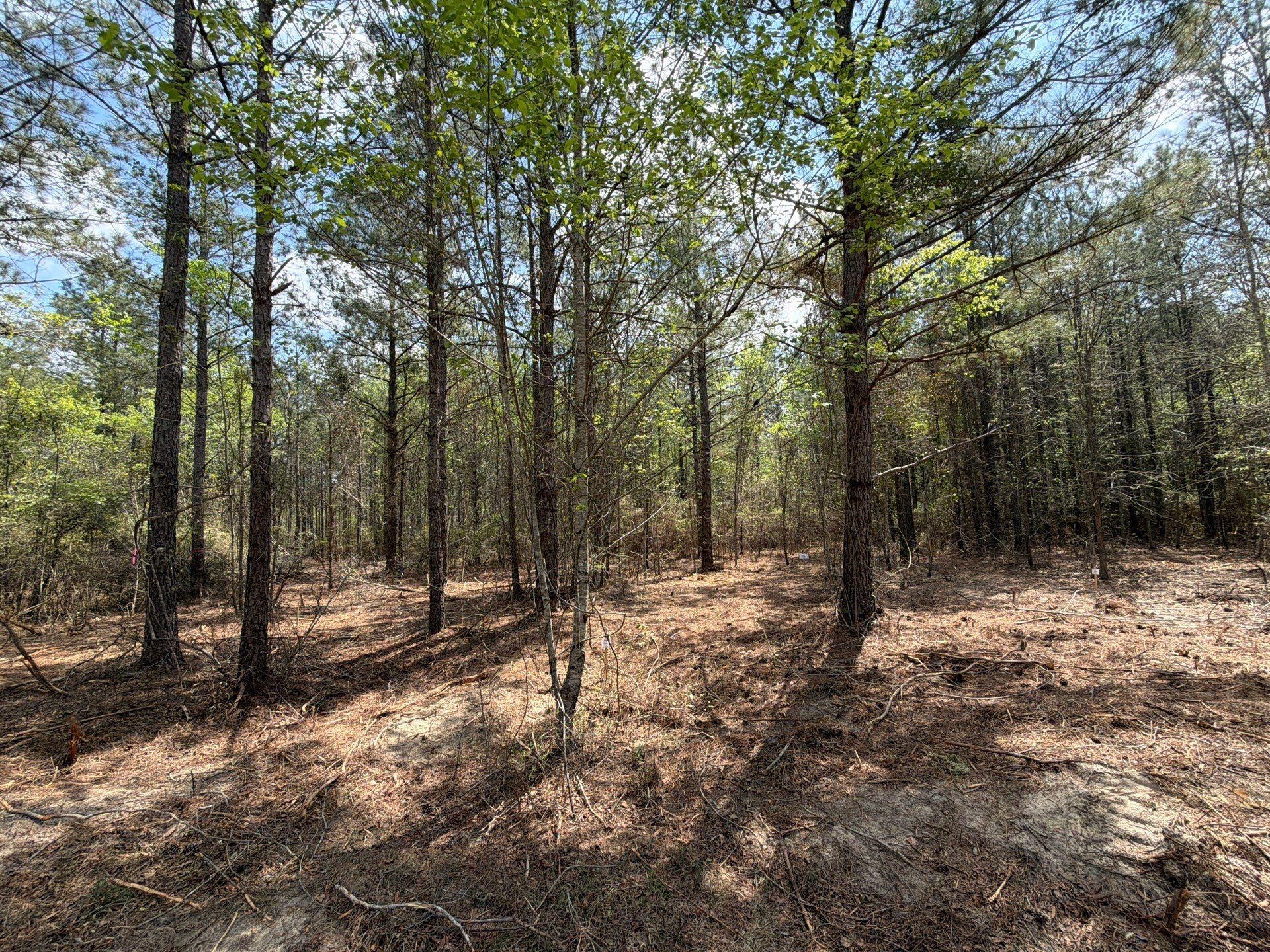 2 Mt Calvary Rd Ridge Spring, Unit CVA 2 Ridge Spring, SC 29129 - Photo 5 of 18 19-Mar 26 2026 05_03pm-d6ta