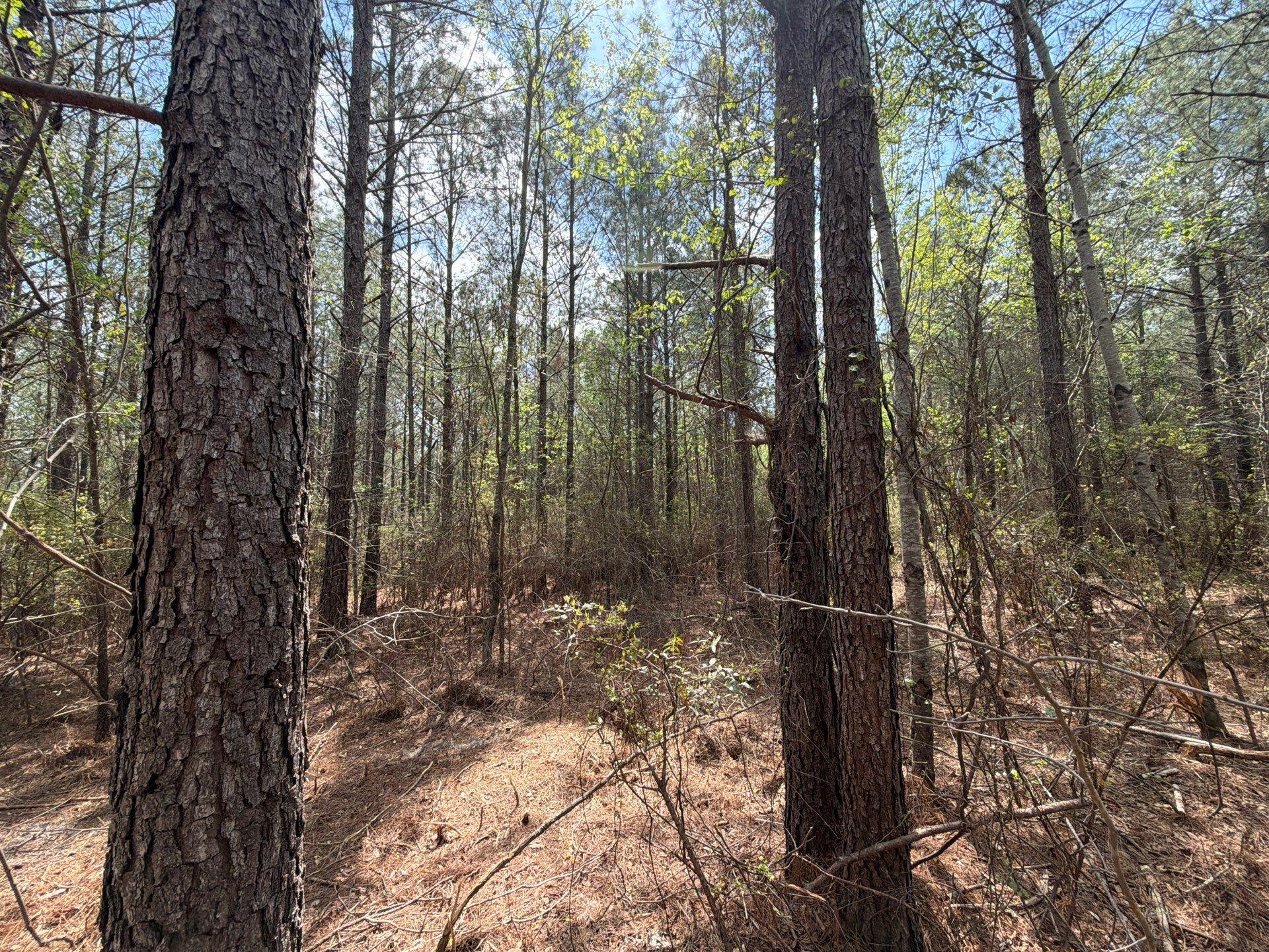 2 Mt Calvary Rd Ridge Spring, Unit CVA 2 Ridge Spring, SC 29129 - Photo 8 of 18 14-Mar 26 2026 05_02pm-wnVf