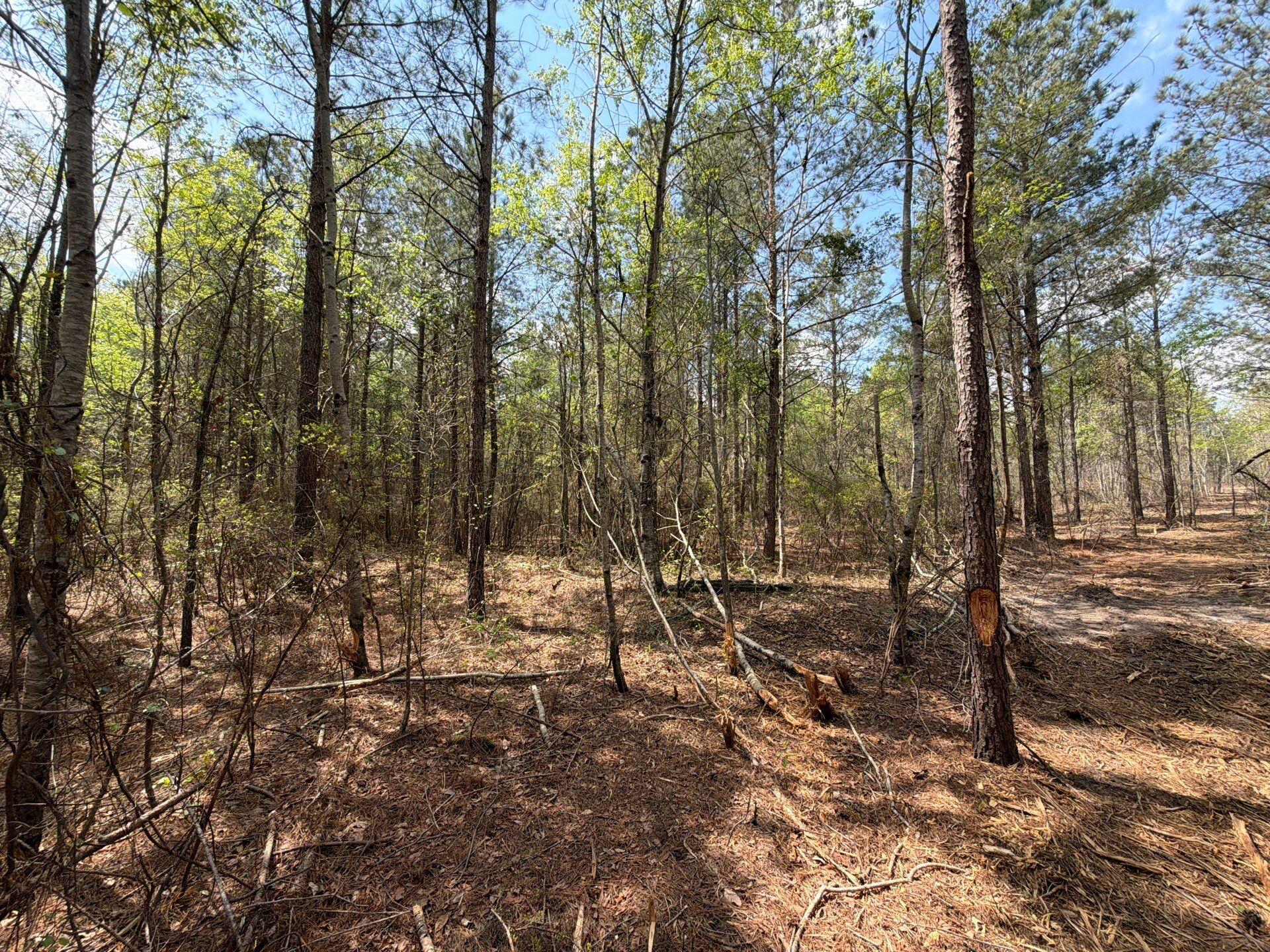 2 Mt Calvary Rd Ridge Spring, Unit CVA 2 Ridge Spring, SC 29129 - Photo 9 of 18 13-Mar 26 2026 05_02pm-TqUc