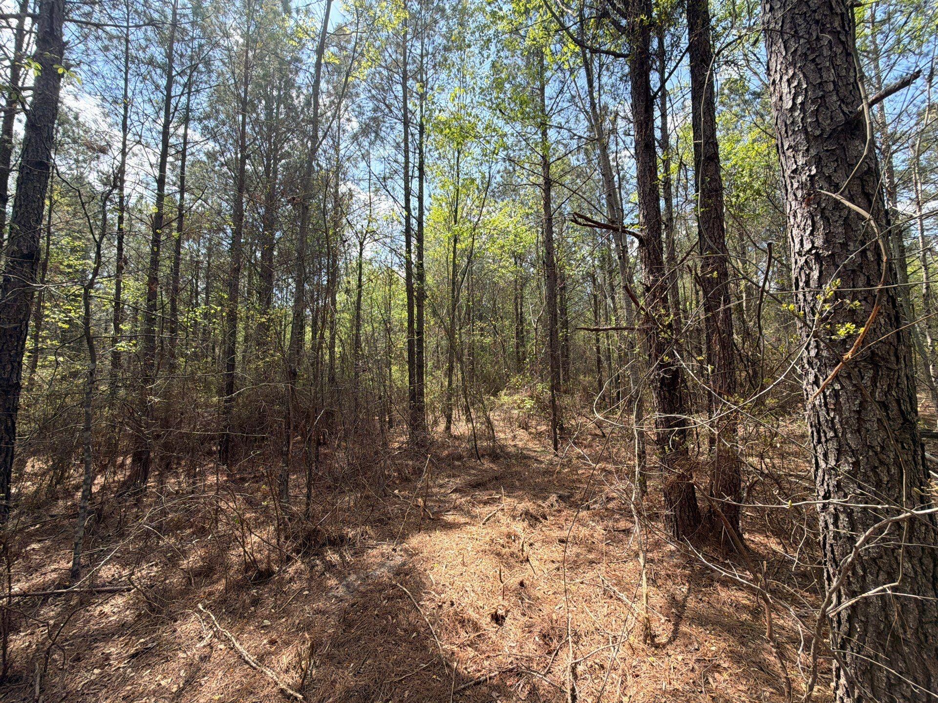 2 Mt Calvary Rd Ridge Spring, Unit CVA 2 Ridge Spring, SC 29129 - Photo 10 of 18 12-Mar 26 2026 05_02pm-bUrw