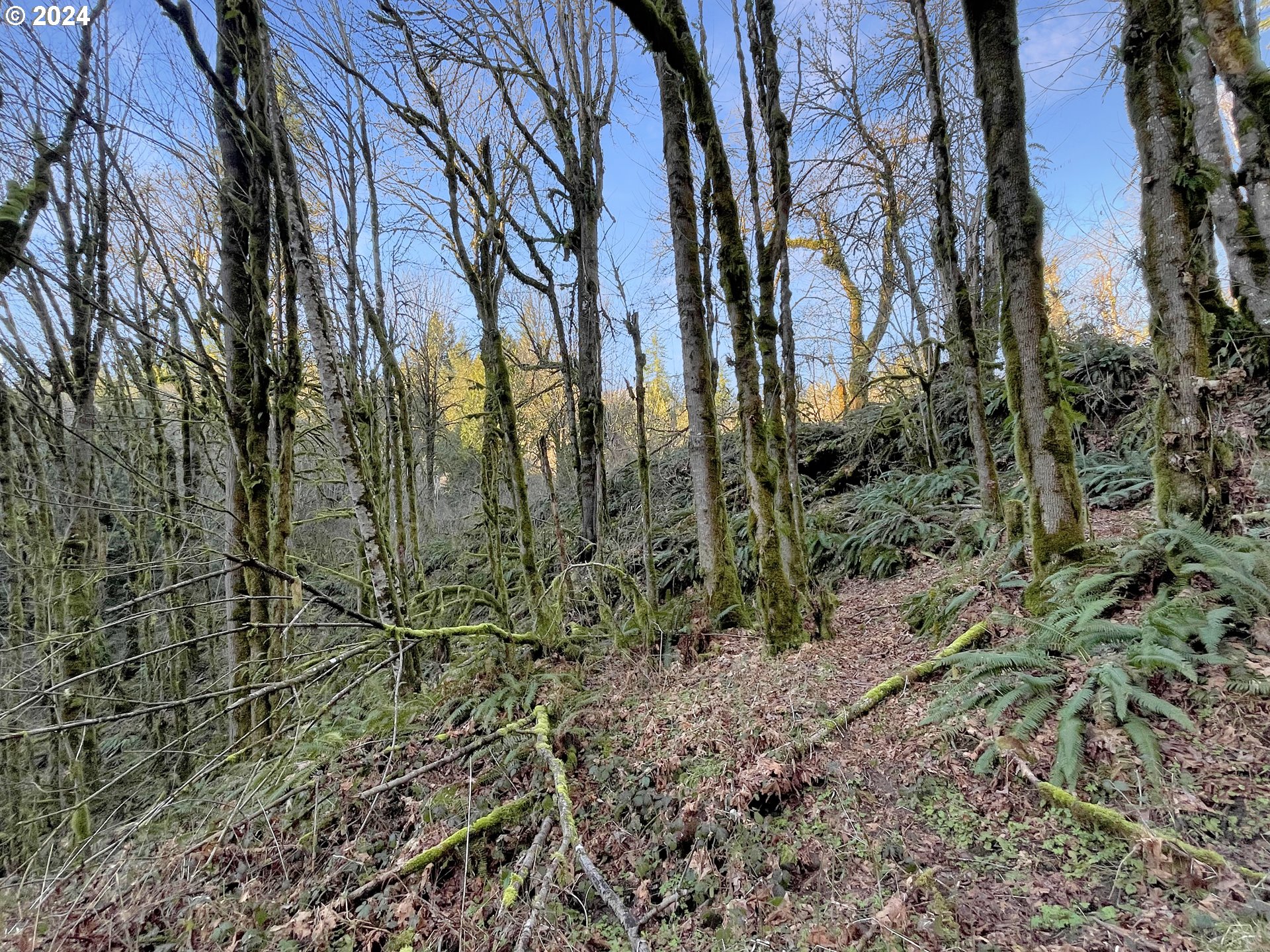 0 Coal Creek Road Longview, WA 98632 - Photo 6 of 19 Gallery Image 6
