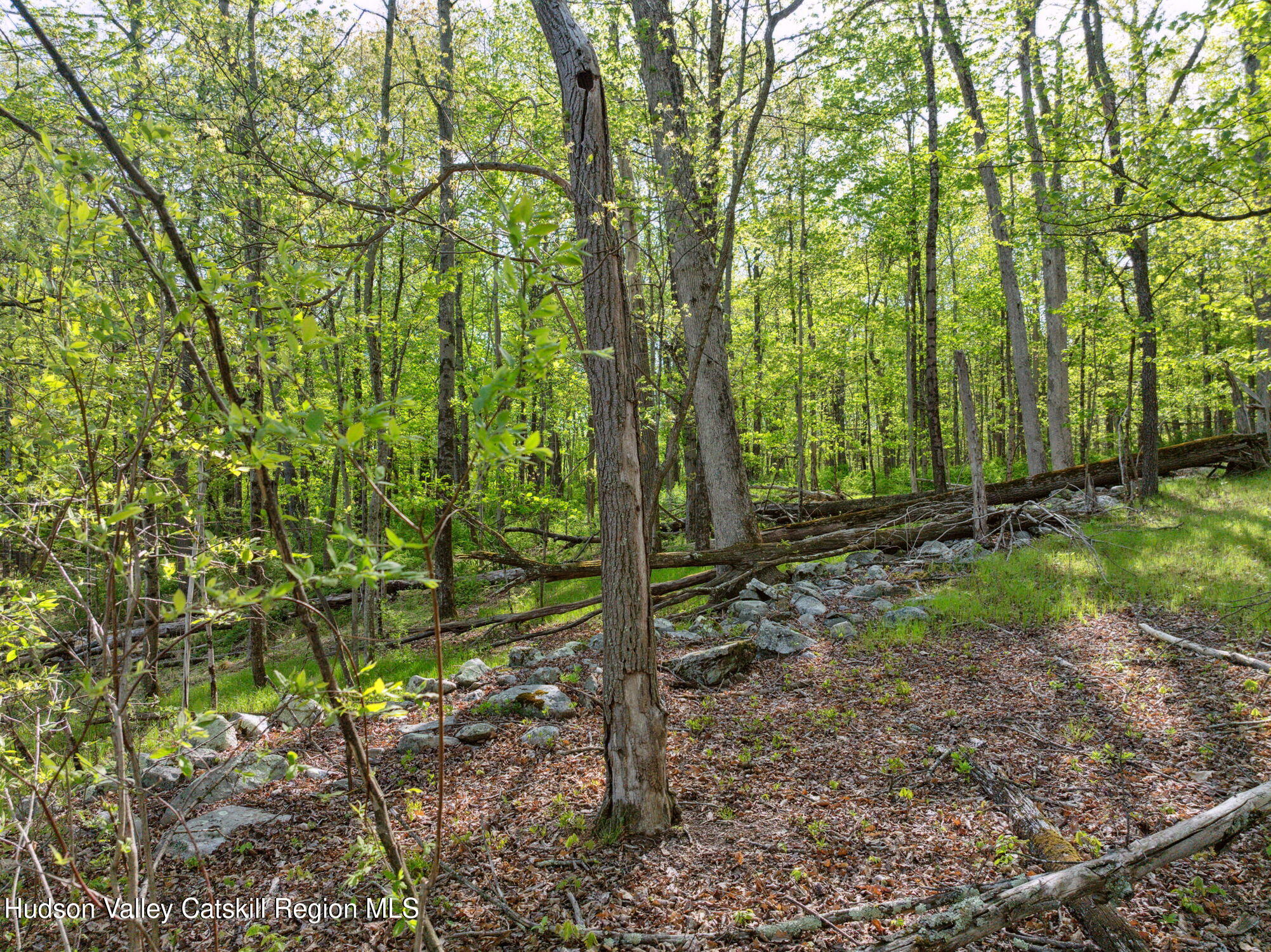 55-65 South Mountain Road Wallkill, NY 12589 - Photo 4 of 15 a view of a forest that has large trees