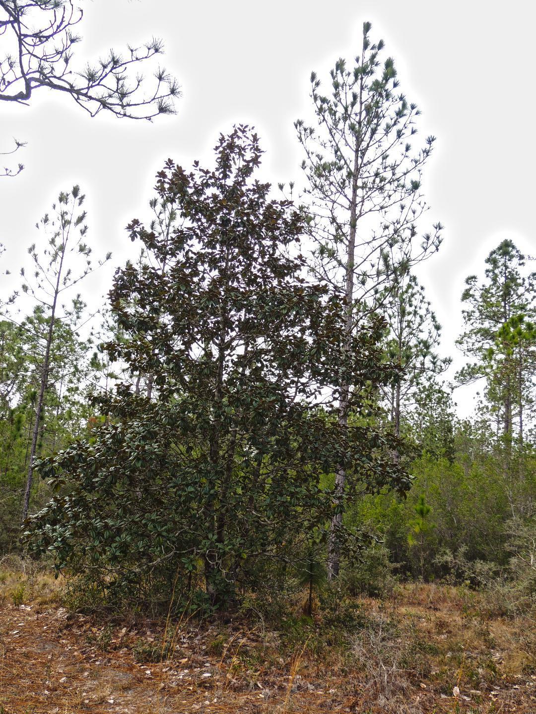 5453 Northwood Road Crestview, FL 32539 - Photo 25 of 40 Gallery Image 25