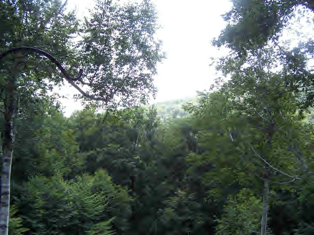 135 Rathbun Road Hancock, MA 01267 - Photo 3 of 15 a view of a forest with lots of trees