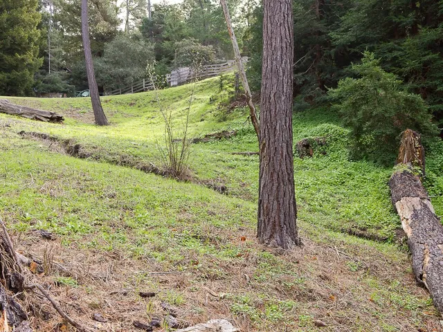a view of a yard with a tree