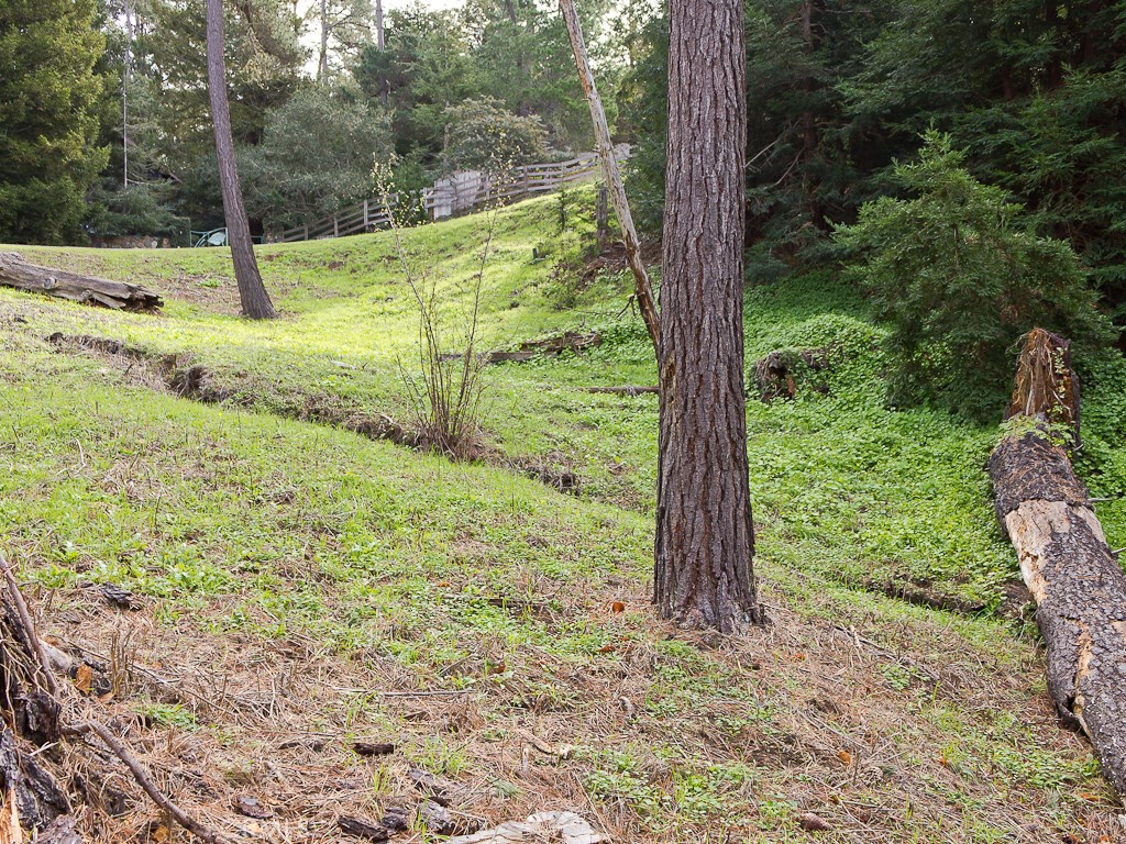 0 Burton Drive Cambria, CA 93428 - Photo 2 of 7 a view of a yard with a tree