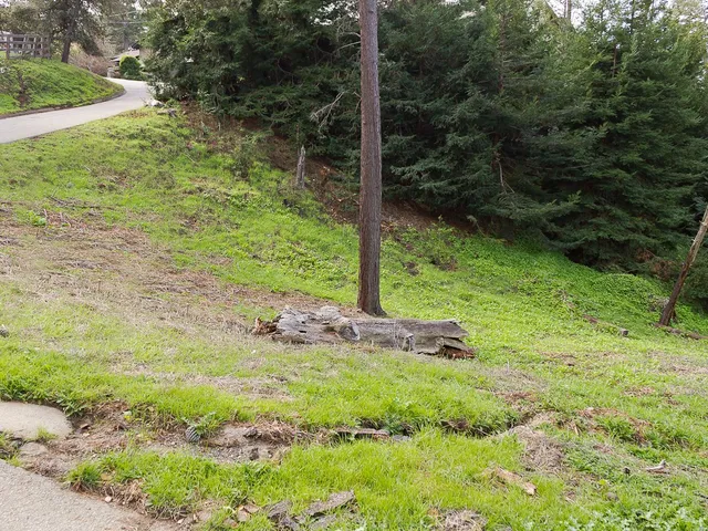 a view of a trees with yard