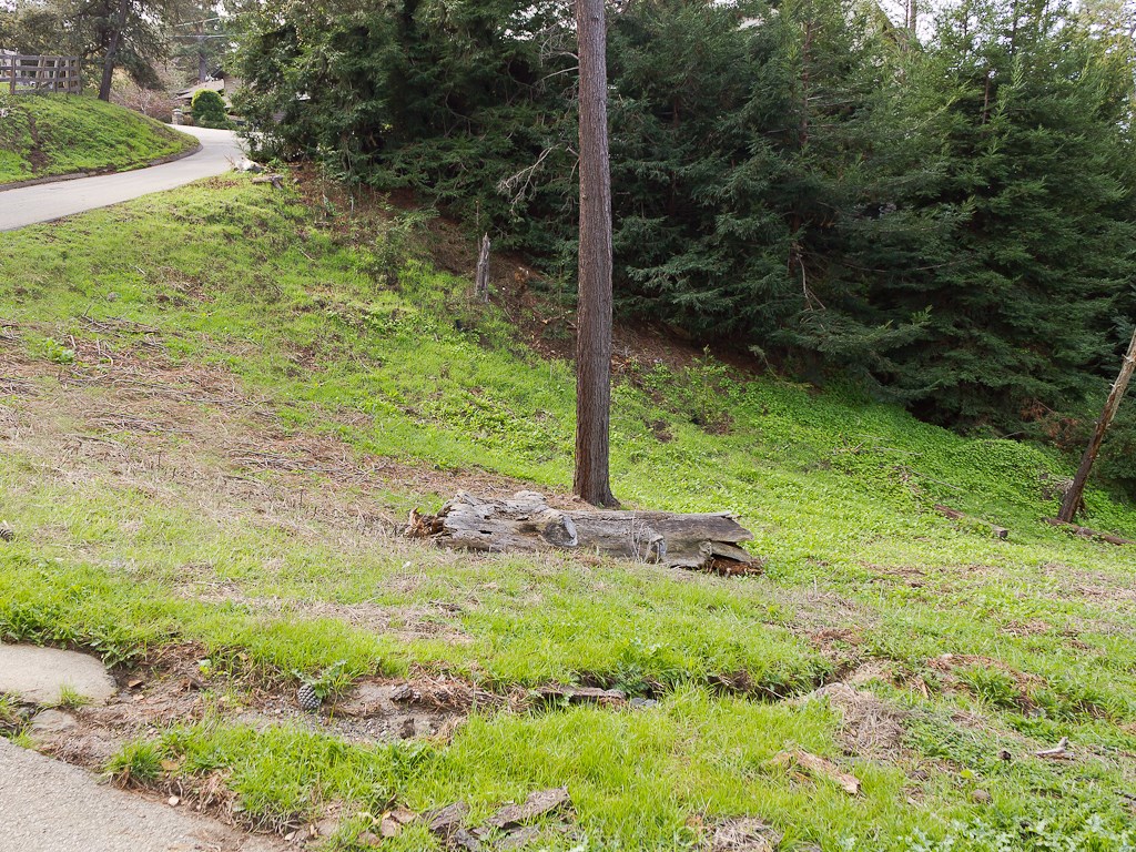 0 Burton Drive Cambria, CA 93428 - Photo 3 of 7 a view of a trees with yard
