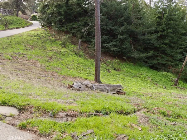 a view of a trees with yard
