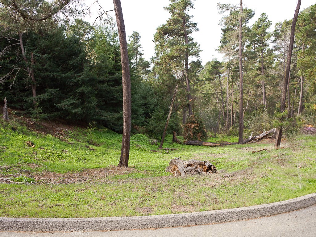 0 Burton Drive Cambria, CA 93428 - Photo 4 of 7 a view of a backyard with large trees
