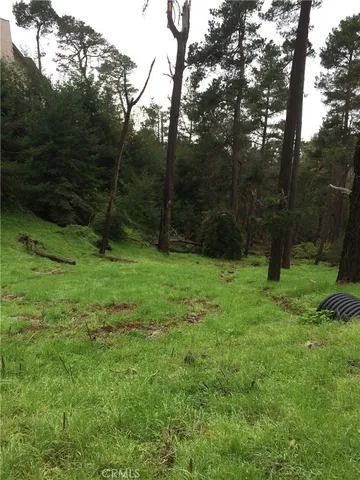 a view of garden with trees