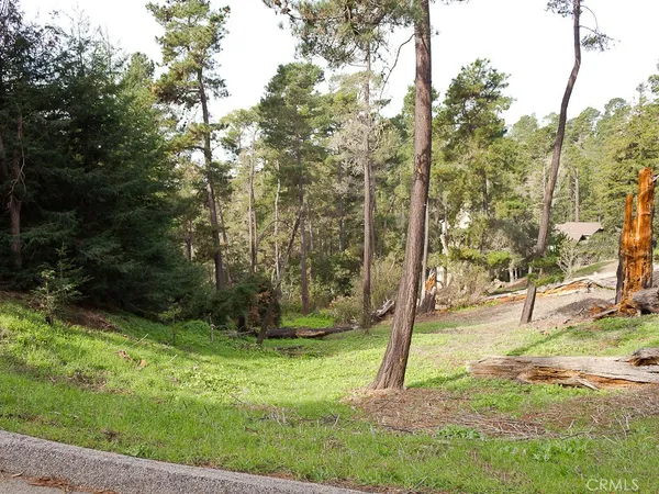 a view of a park with large trees