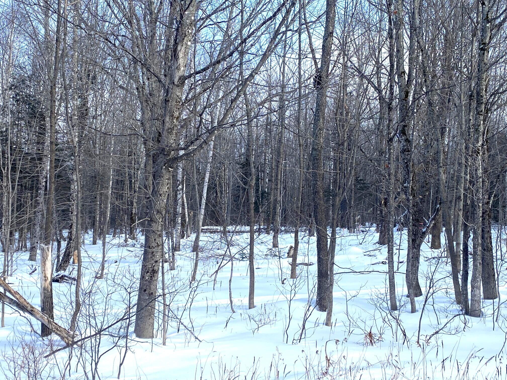 47 Greenville Road, Unit LOT 3 Shirley, ME 04485 - Photo 8 of 10 IMG_4869