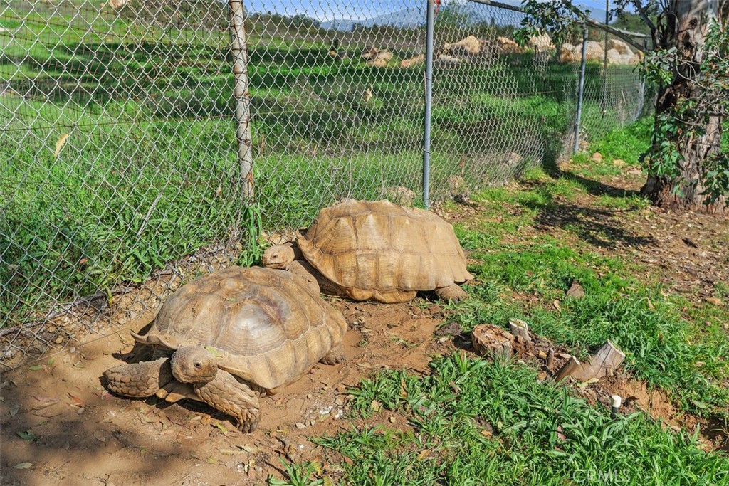 26730 Scott Menifee, CA 92584 - Photo 12 of 42 2 tortoises control vegetation