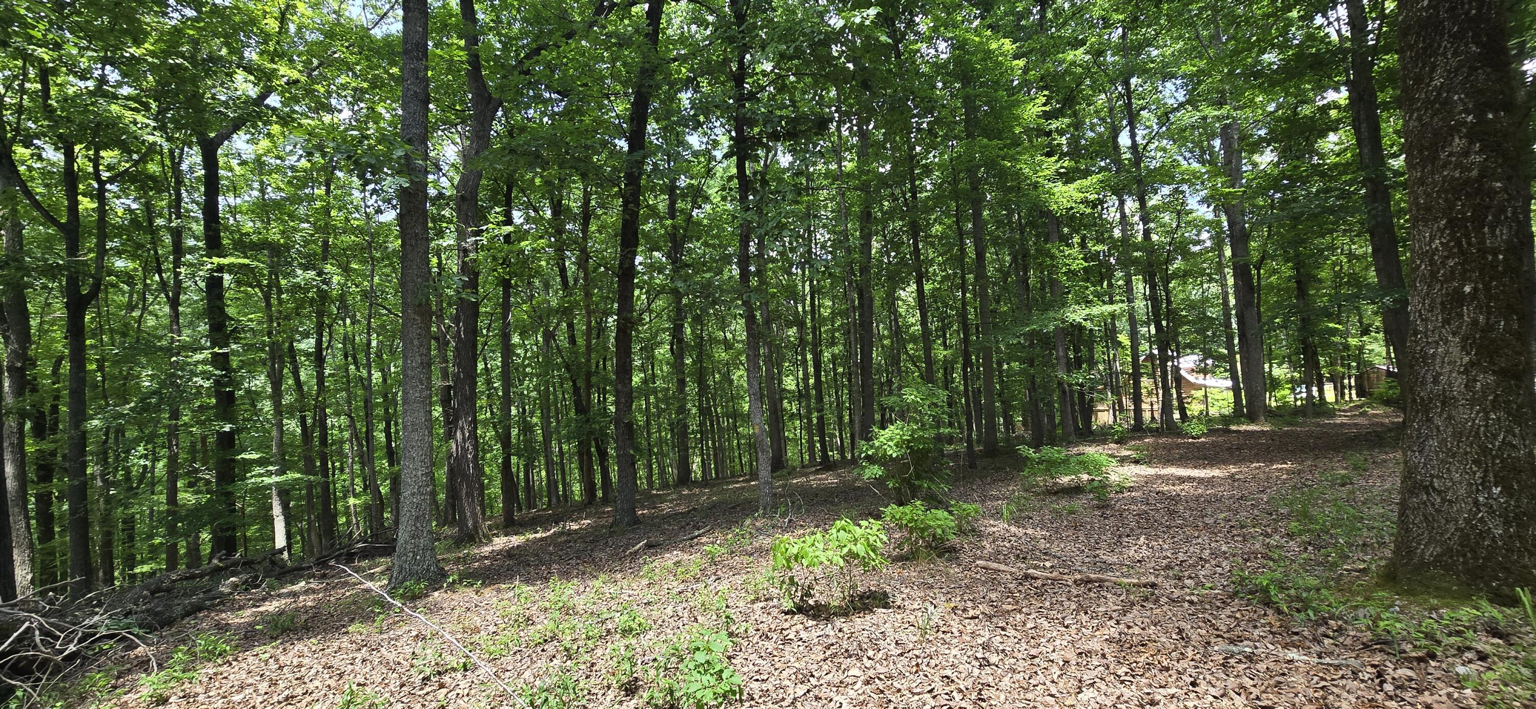 300 Canaan Lane Rising Fawn, GA 30738 - Photo 13 of 16 20250613_140822