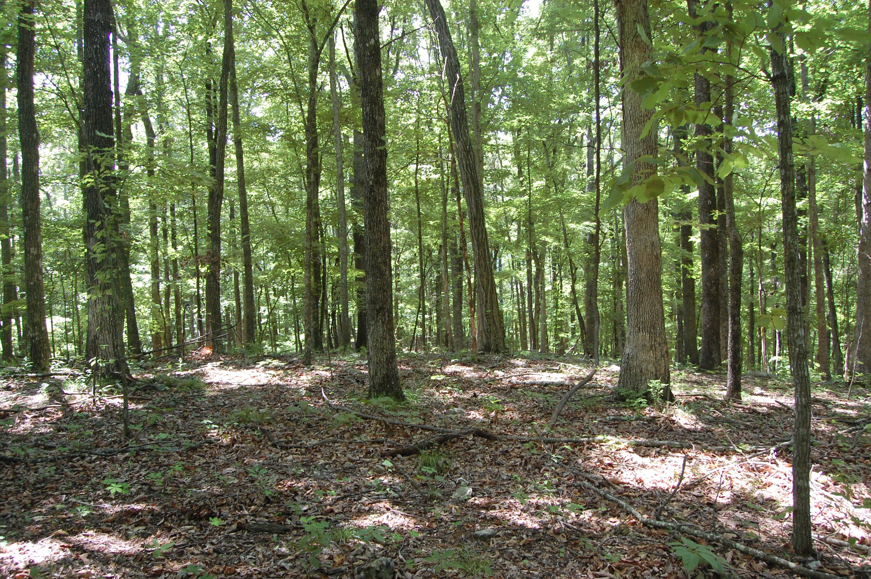300 Canaan Lane Rising Fawn, GA 30738 - Photo 3 of 16 2008_0604Image0109