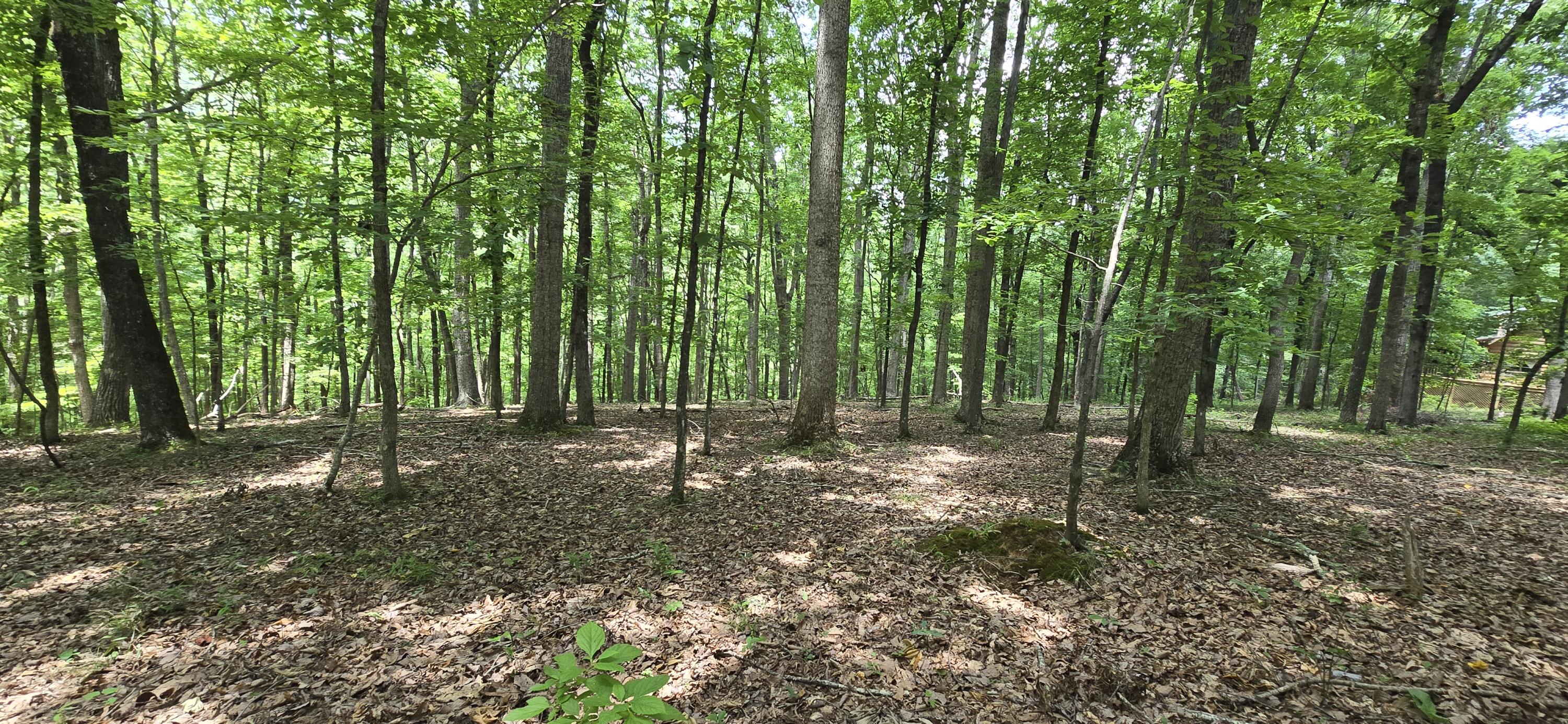 300 Canaan Lane Rising Fawn, GA 30738 - Photo 4 of 16 20250613_140623