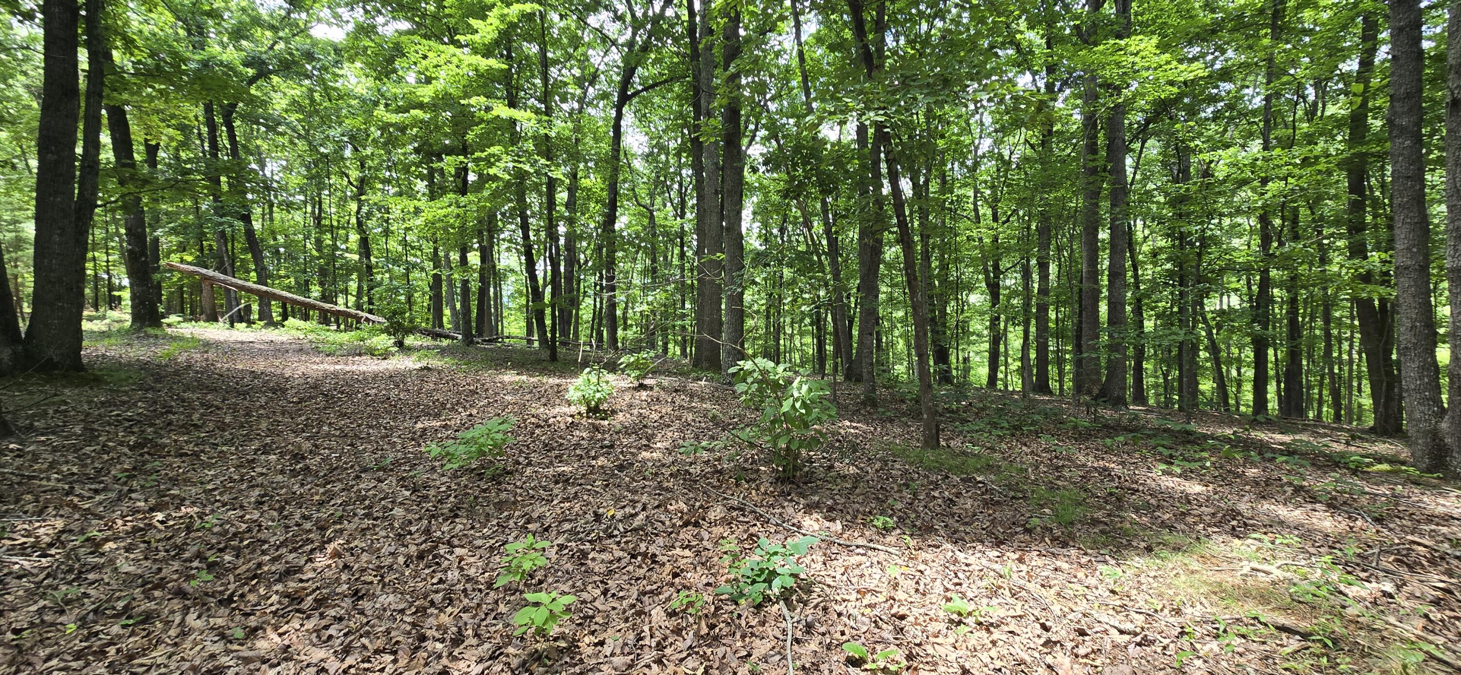 300 Canaan Lane Rising Fawn, GA 30738 - Photo 6 of 16 20250613_140556