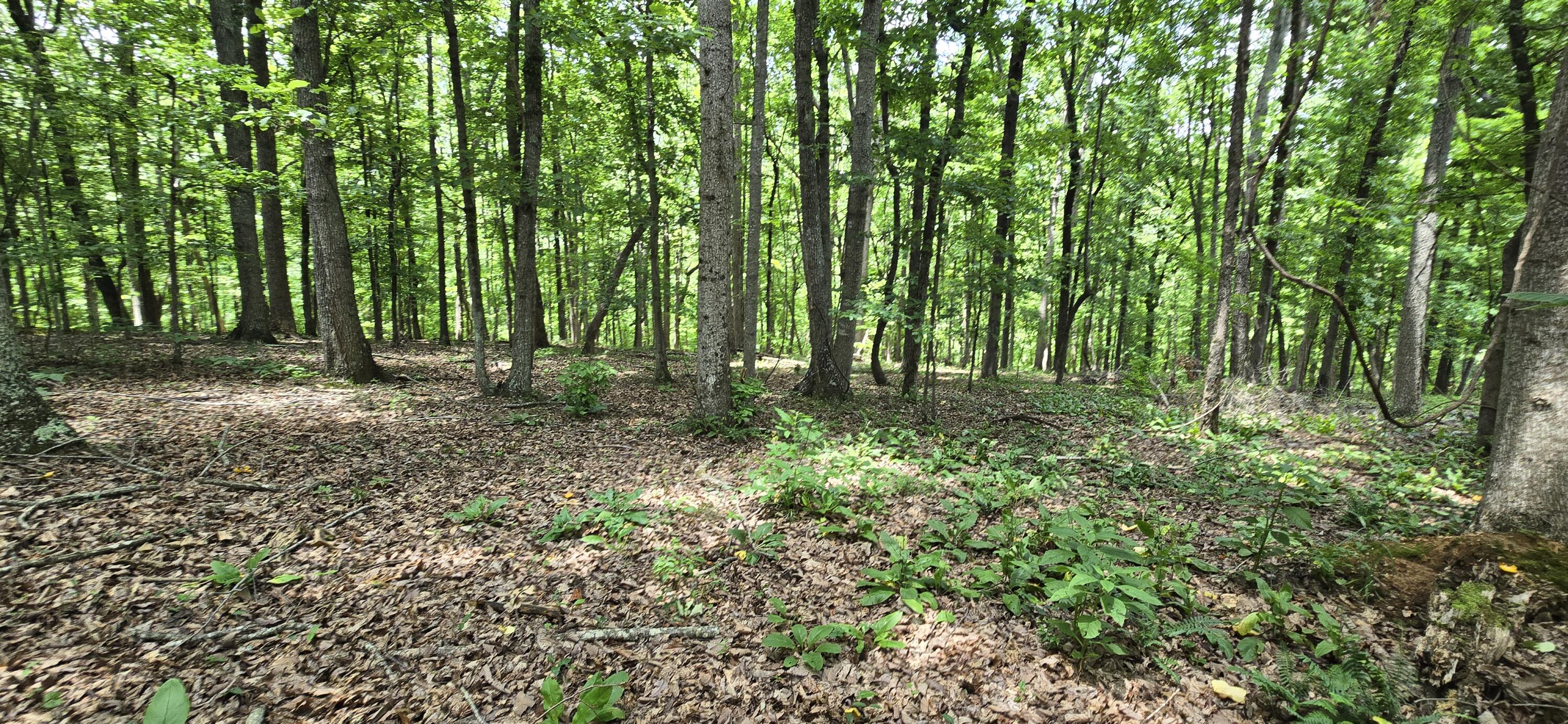 300 Canaan Lane Rising Fawn, GA 30738 - Photo 8 of 16 20250613_140533