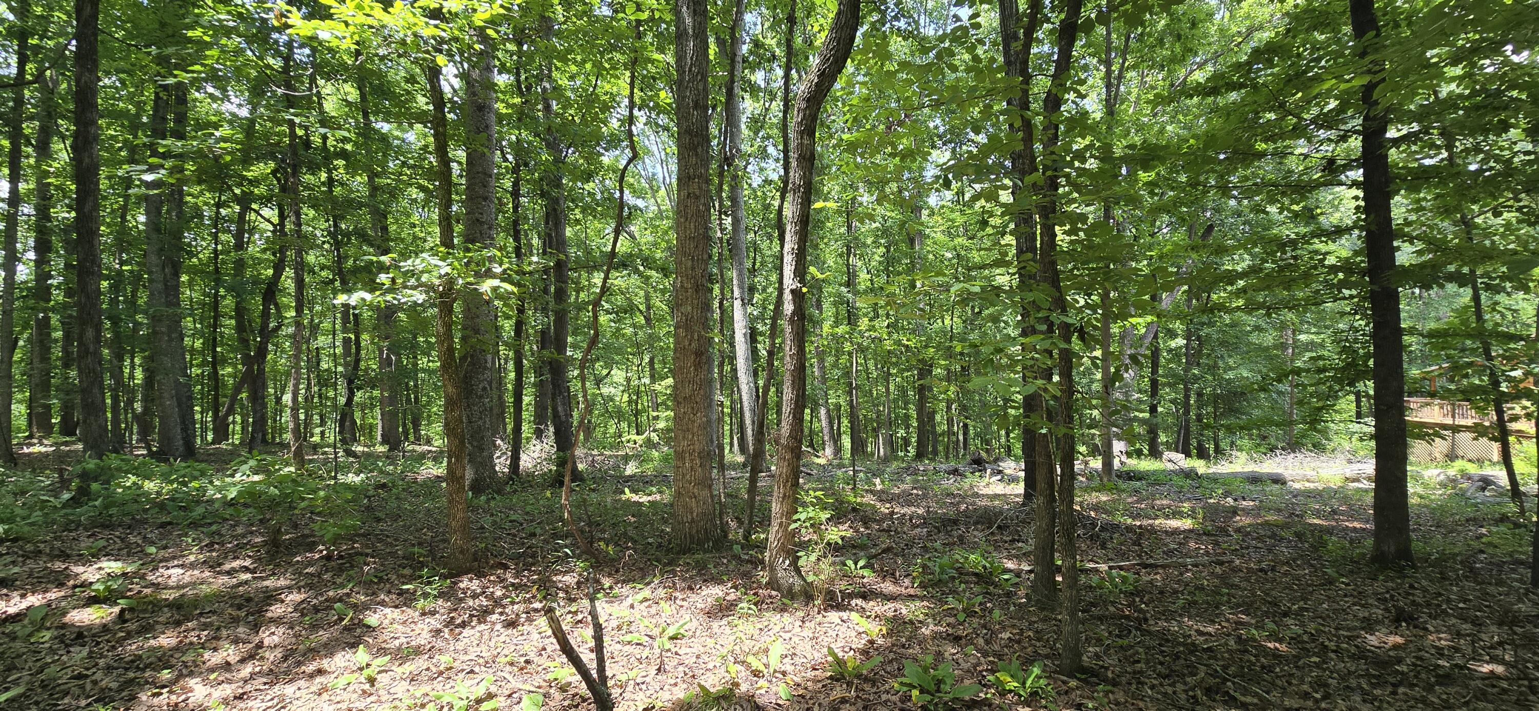 300 Canaan Lane Rising Fawn, GA 30738 - Photo 9 of 16 20250613_140506