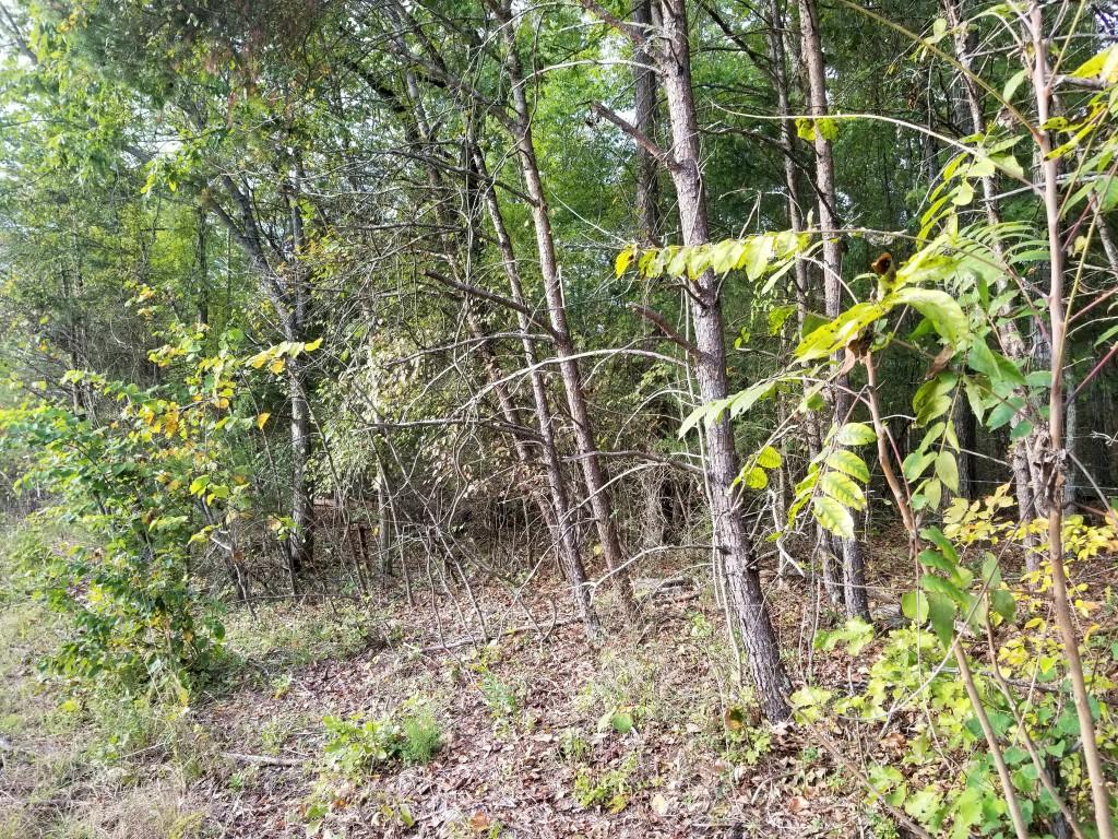 Lot 51 Key Cove Rd Spring, Unit 51 Spring City, TN 37381 - Photo 2 of 8 20171015_173807 (Medium)